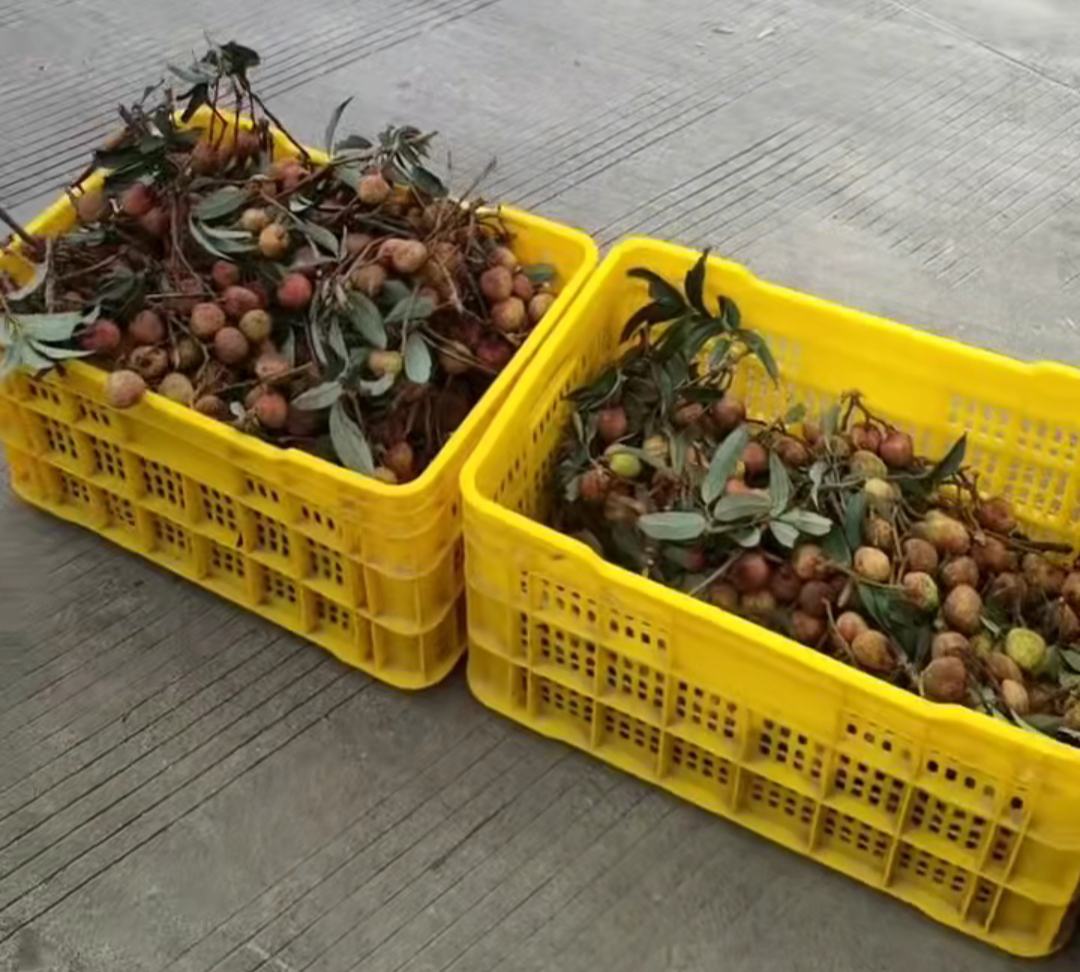 高州荔枝采摘现场,农户正在挑选优质果品装箱 高州荔枝采摘现场