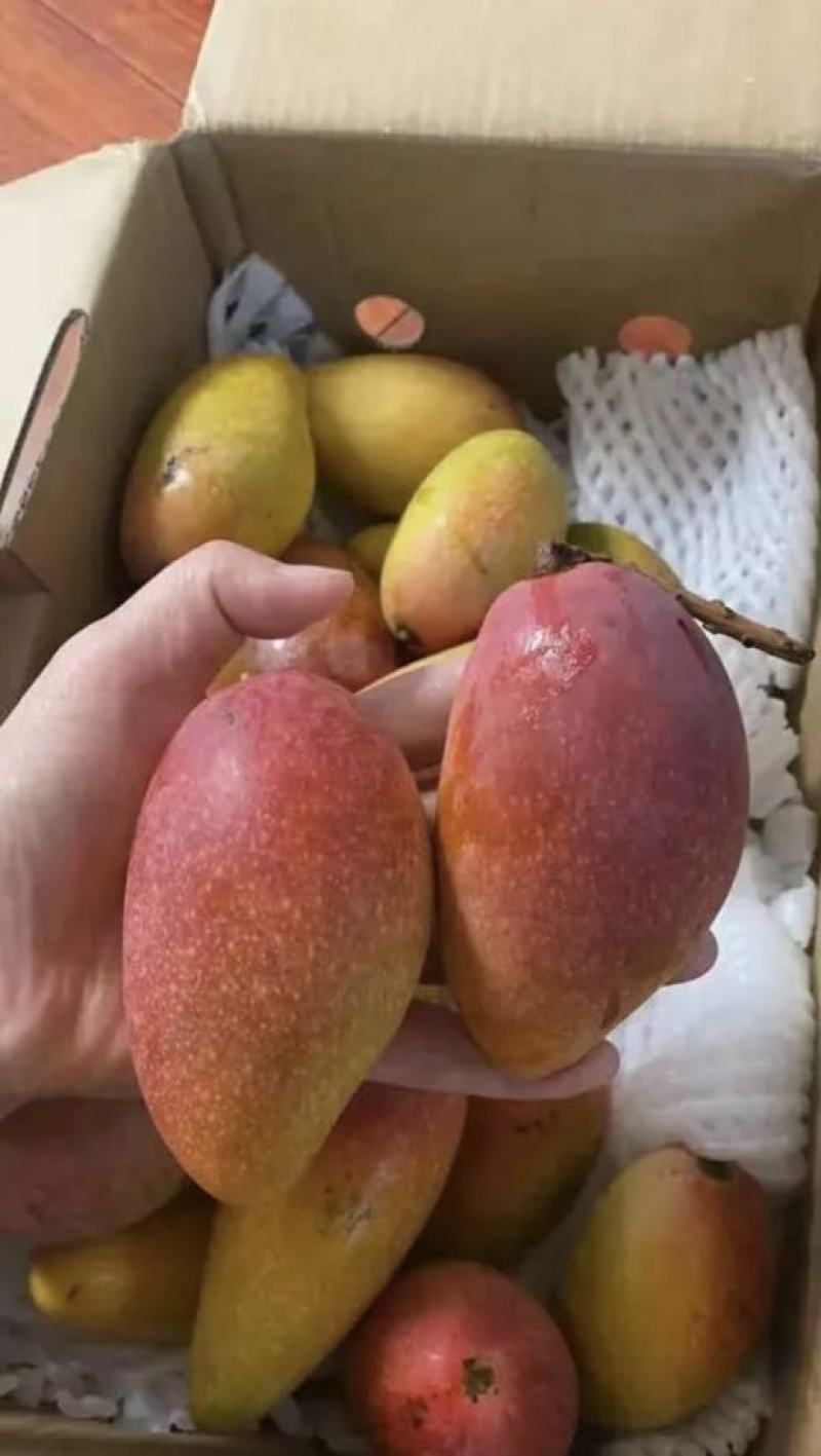 广西百色芒果精品贵妃芒大量上，产量达到创纪录供全国商超