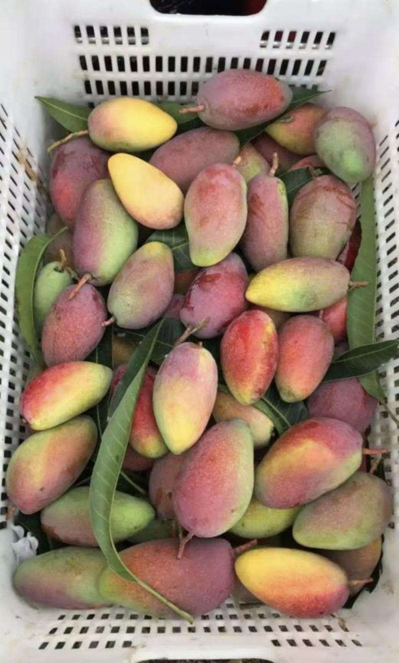 广西百色芒果精品贵妃芒大量上，产量达到创纪录供全国商超