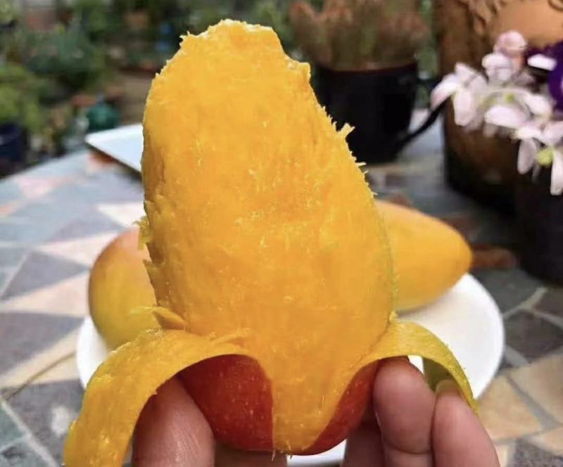 广西芒果贵妃芒正大量上市量大从优欢迎各位老板咨询对接