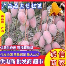 广西百色芒果精品贵妃芒大量上，产量达到创纪录供全国商超