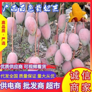 广西百色芒果精品贵妃芒大量上，产量达到创纪录供全国商超