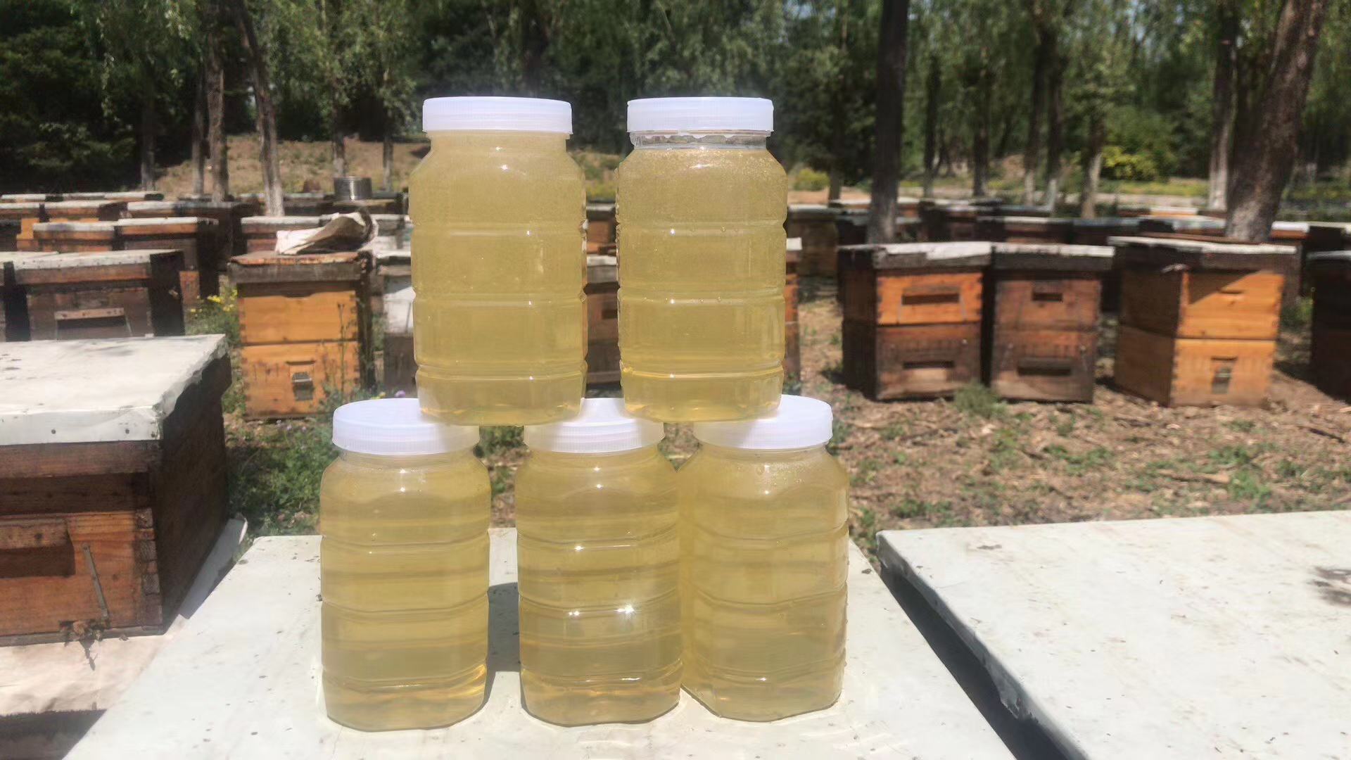 木质蜂箱侧面有明显金黄色蜂蜜沿缝隙流出,地面有凝结蜜斑,周围有数只蜜蜂聚集舔舐。蜂箱处于露天环境,阳光直射箱体上部 蜂箱外部可见蜂蜜渗出痕迹