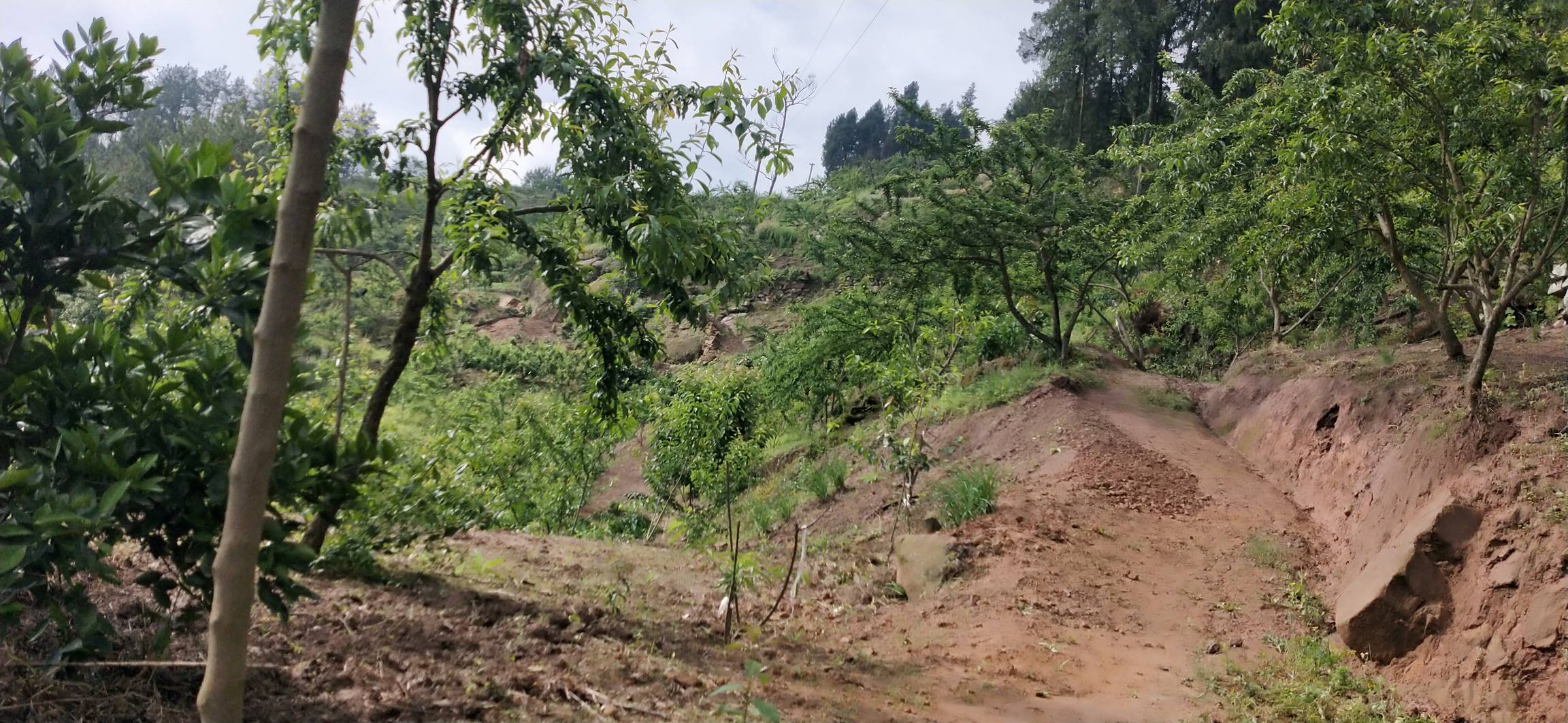 展示成熟的清泉蜜脆李果园,果农正在采摘,背景为阳光下的果树林 果园丰收景象