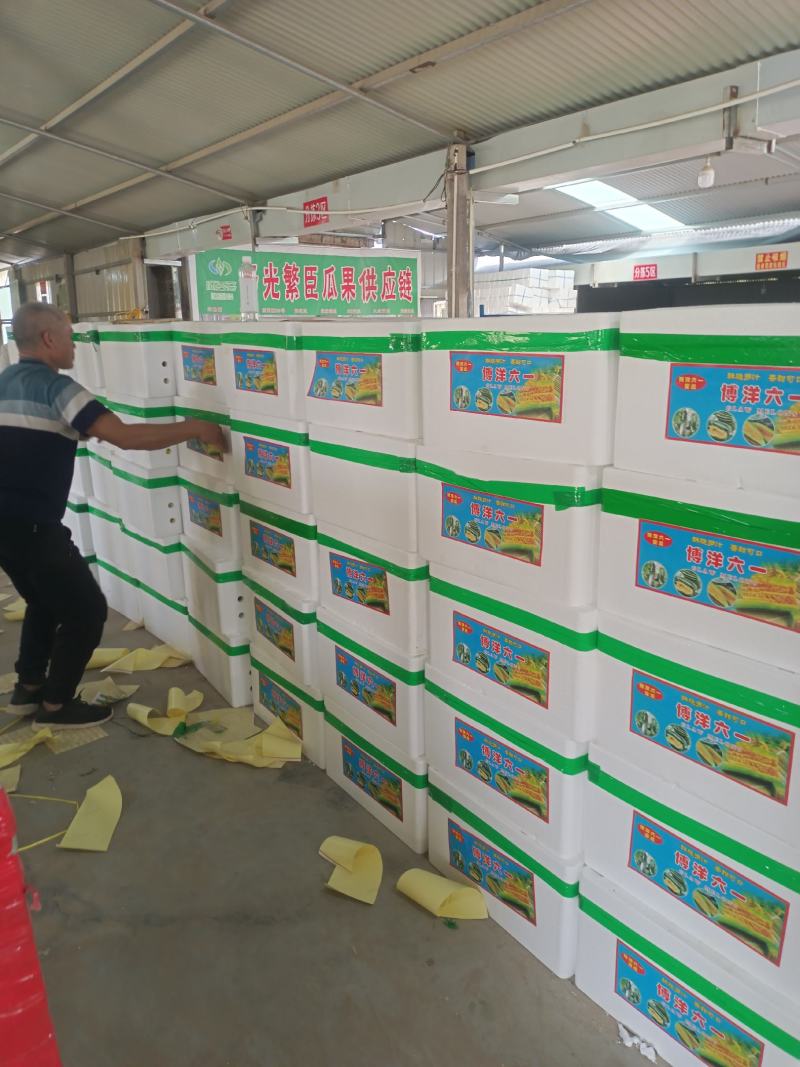 博洋61甜瓜超越六一盘古蜜蜜园72甜瓜种植产地口感好量大