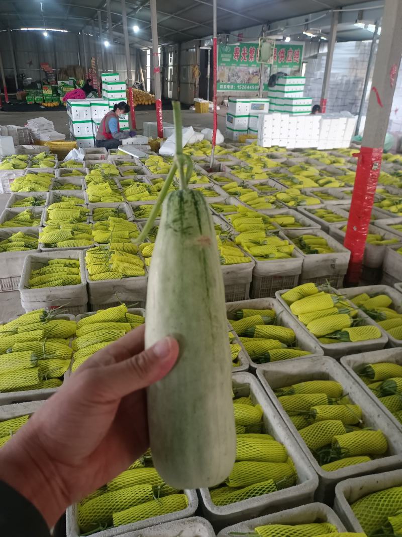 博洋61甜瓜超越六一盘古蜜蜜园72甜瓜种植产地口感好量大