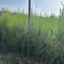 30起步营养袋侧柏