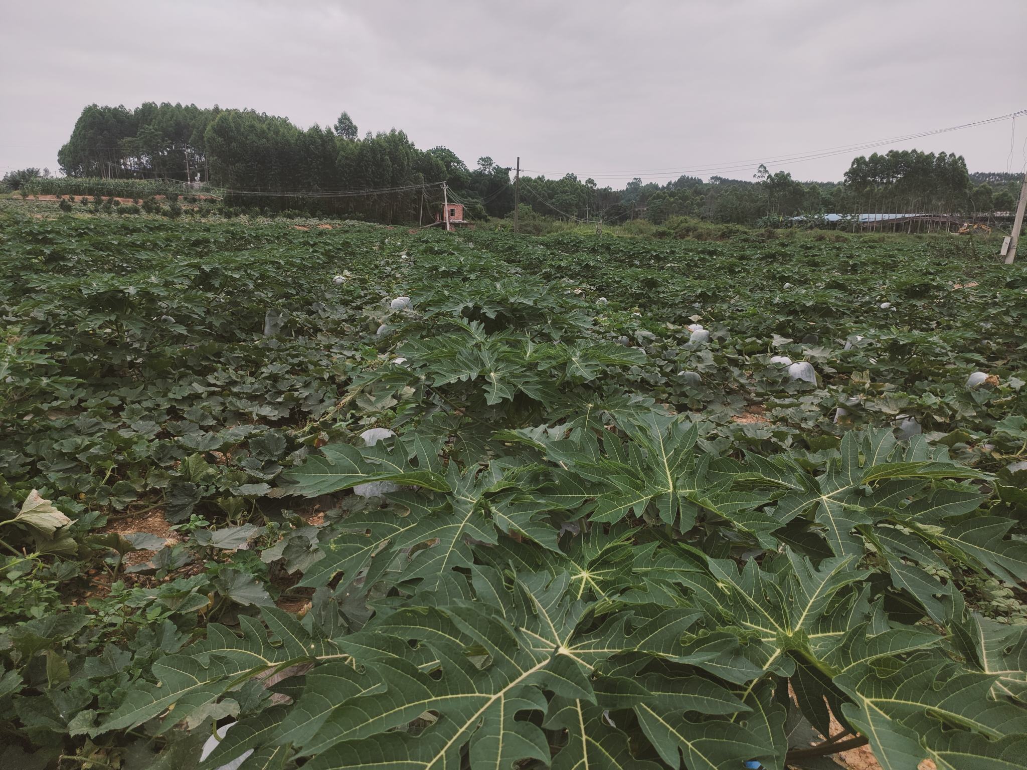 冬瓜田地种植图，绿色藤蔓间长出白色大冬瓜