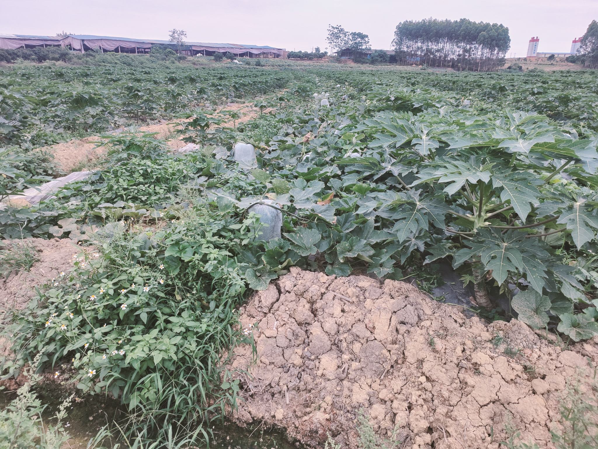 河南省平顶山市鲁山县某农业合作社的白皮冬瓜连片种植基地,航拍视角下整齐划一的瓜田,藤蔓覆盖地面,部分冬瓜已套袋保护,田间有滴灌设施,远处可见丘陵地貌与村庄 白皮冬瓜种植基地航拍图