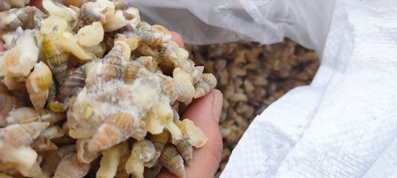 海锥海瓜子海螺丝鲜活速冻香波红枣猫眼螺类贝壳类捞汁海鲜商