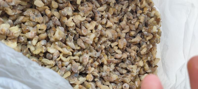 海锥海瓜子海螺丝鲜活速冻香波红枣猫眼螺类贝壳类捞汁海鲜商