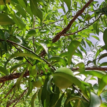 正宗六马蜂糖李