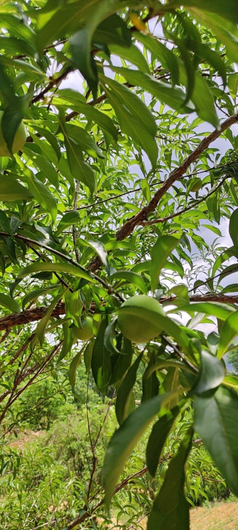 正宗六马蜂糖李
