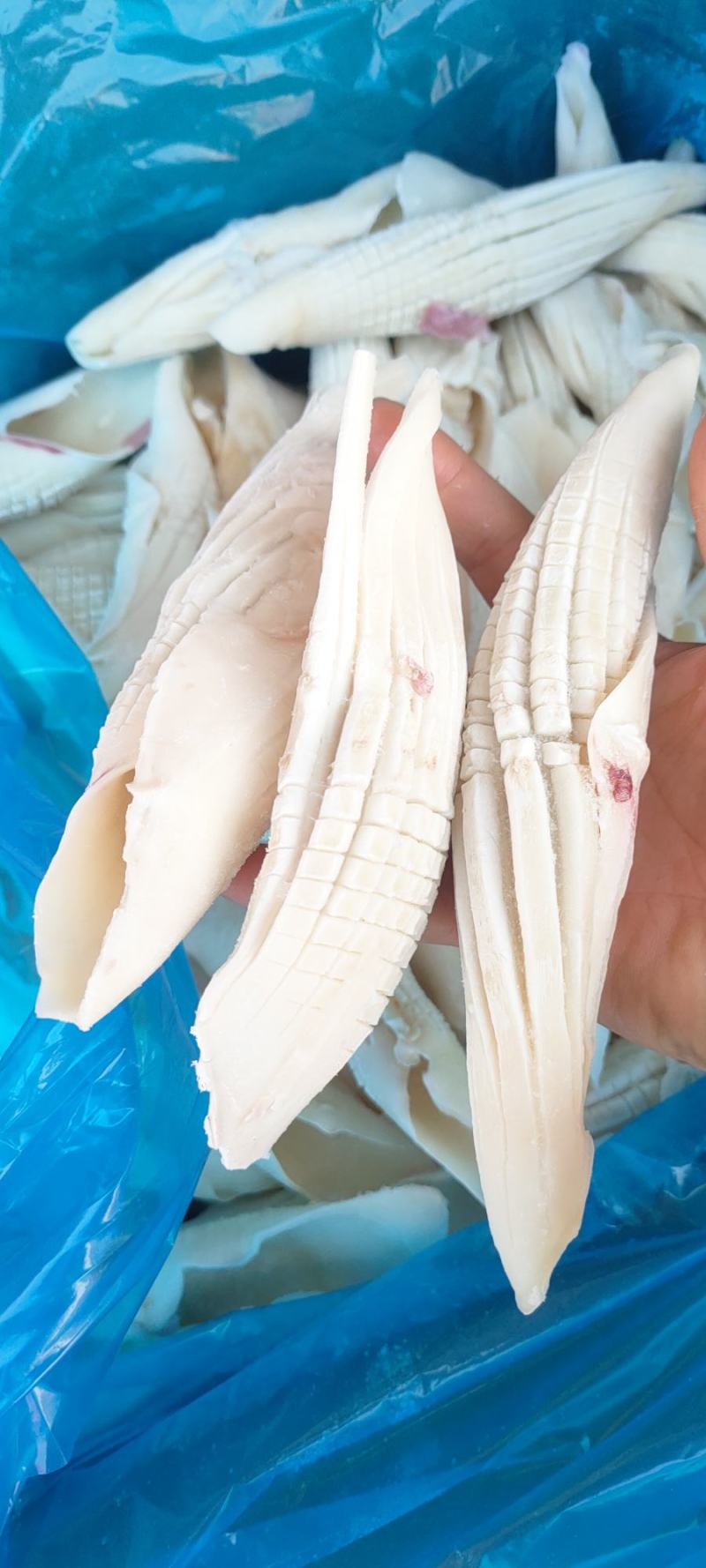 火箭鱿鱼整只冷冻新鲜鱿鱼须铁板烧烤商用批发量大从优火锅食