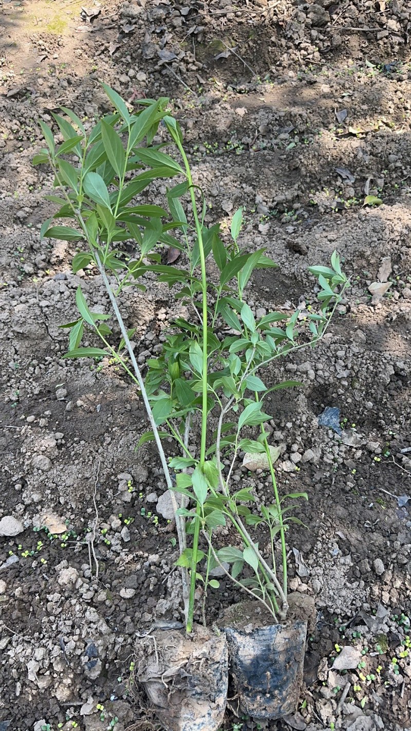 连翘杯苗