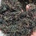新蒲公英茶叶，大量有货欢迎电话联系沟通洽谈合作