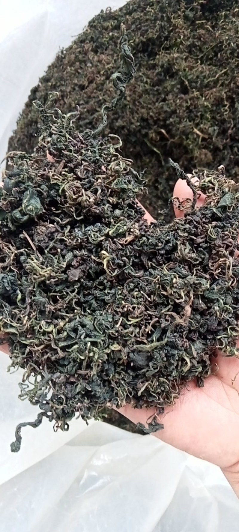 新蒲公英茶叶，大量有货欢迎电话联系沟通洽谈合作