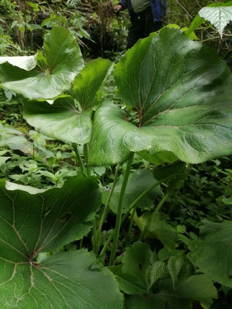 云南纯野生翻白叶，鸡腿根中草药。