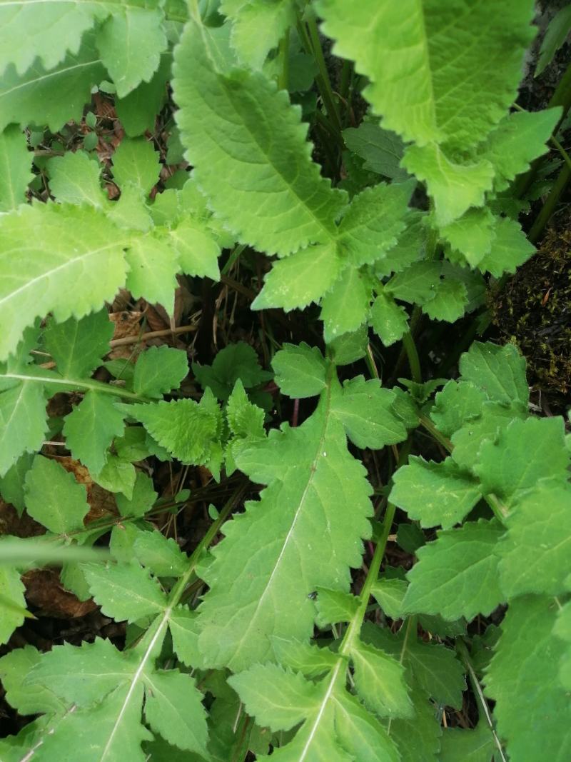 云南纯野生翻白叶，鸡腿根中草药。