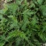 云南纯野生翻白叶，鸡腿根中草药。
