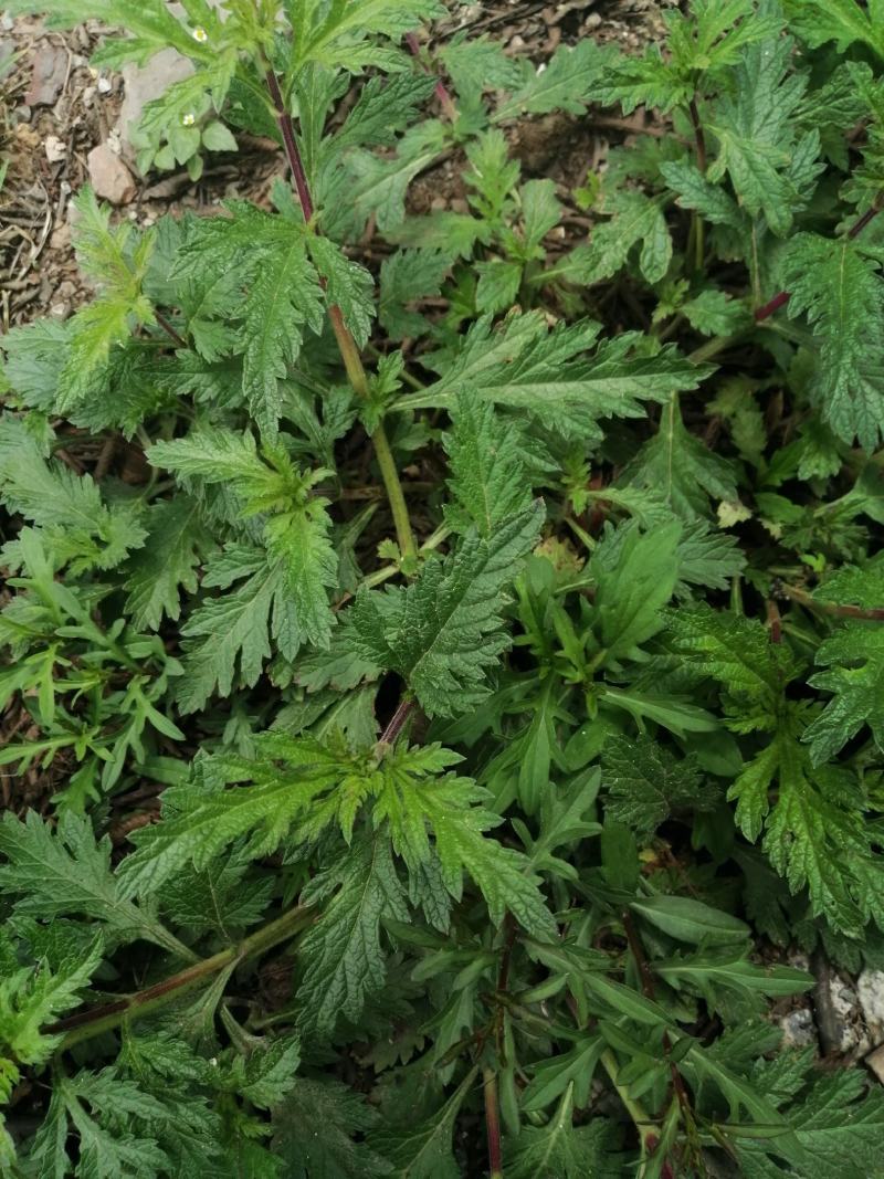 云南纯野生翻白叶，鸡腿根中草药。