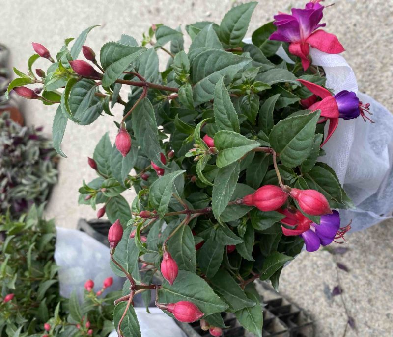灯笼花