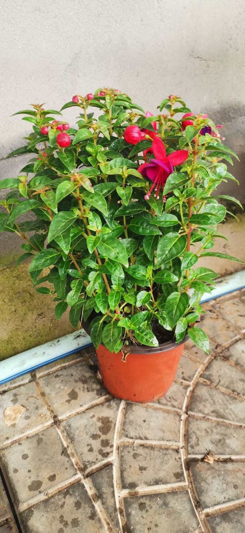灯笼花