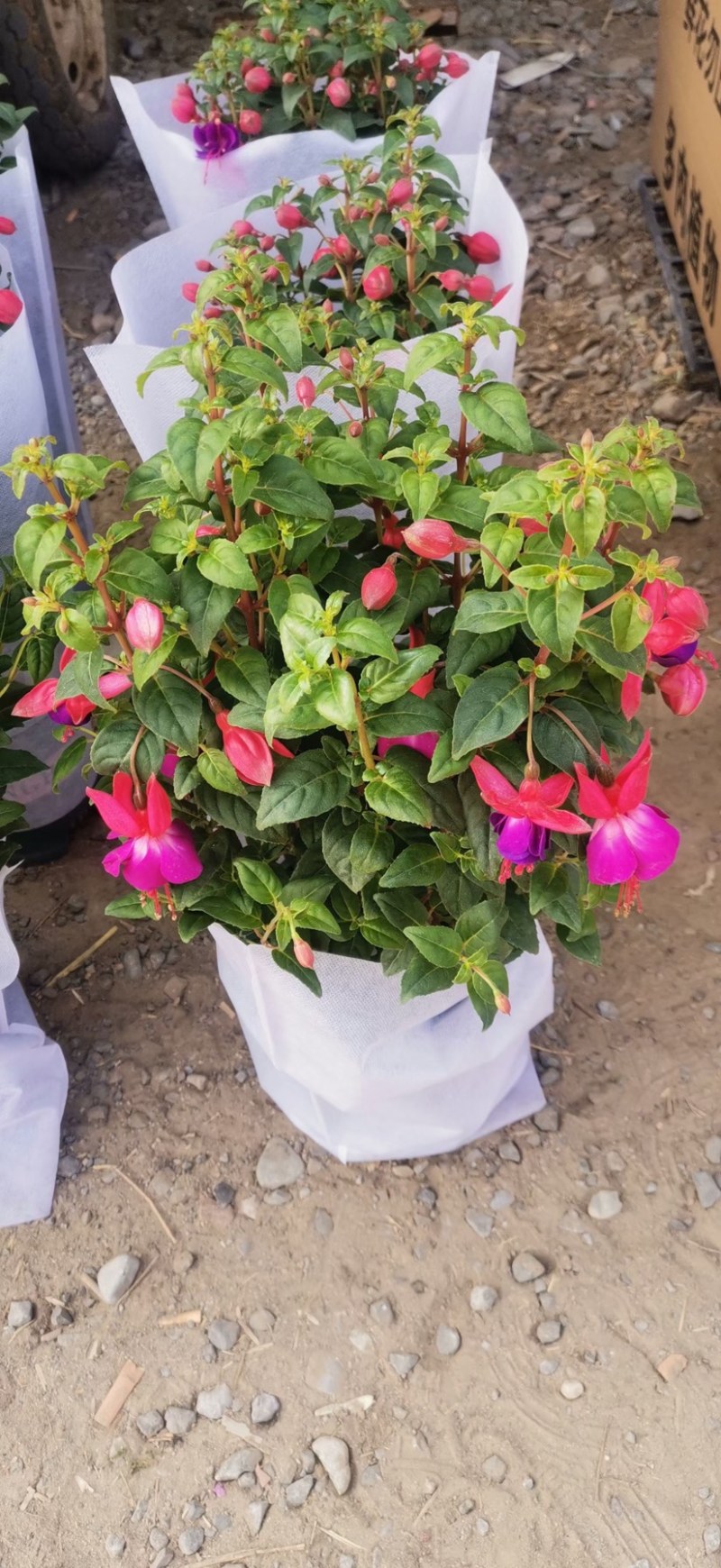 灯笼花