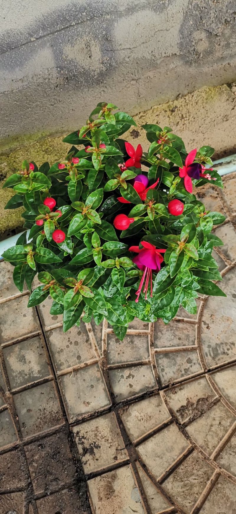 灯笼花