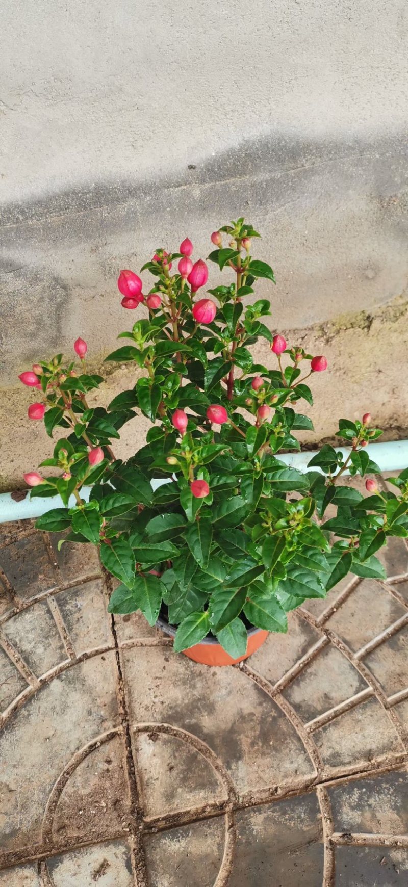 灯笼花