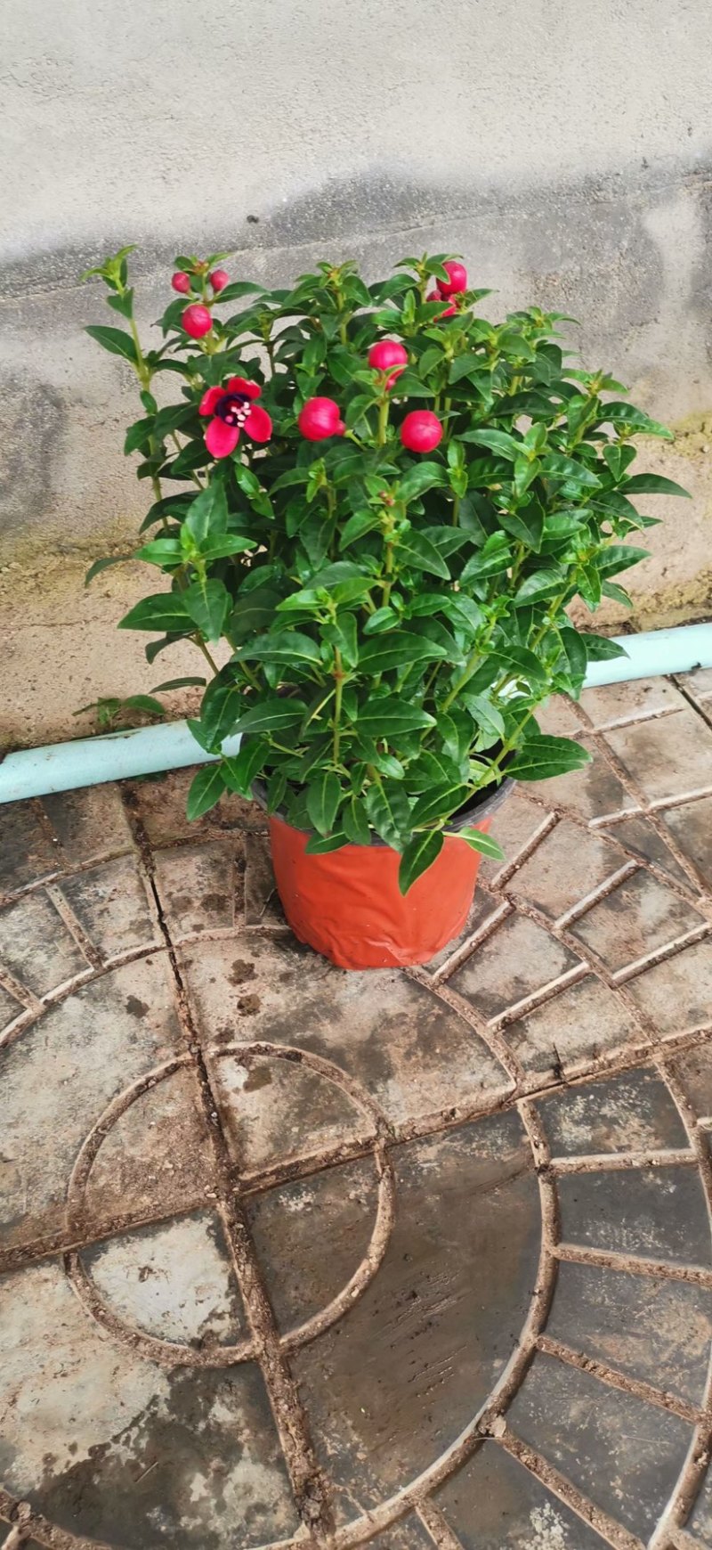 灯笼花