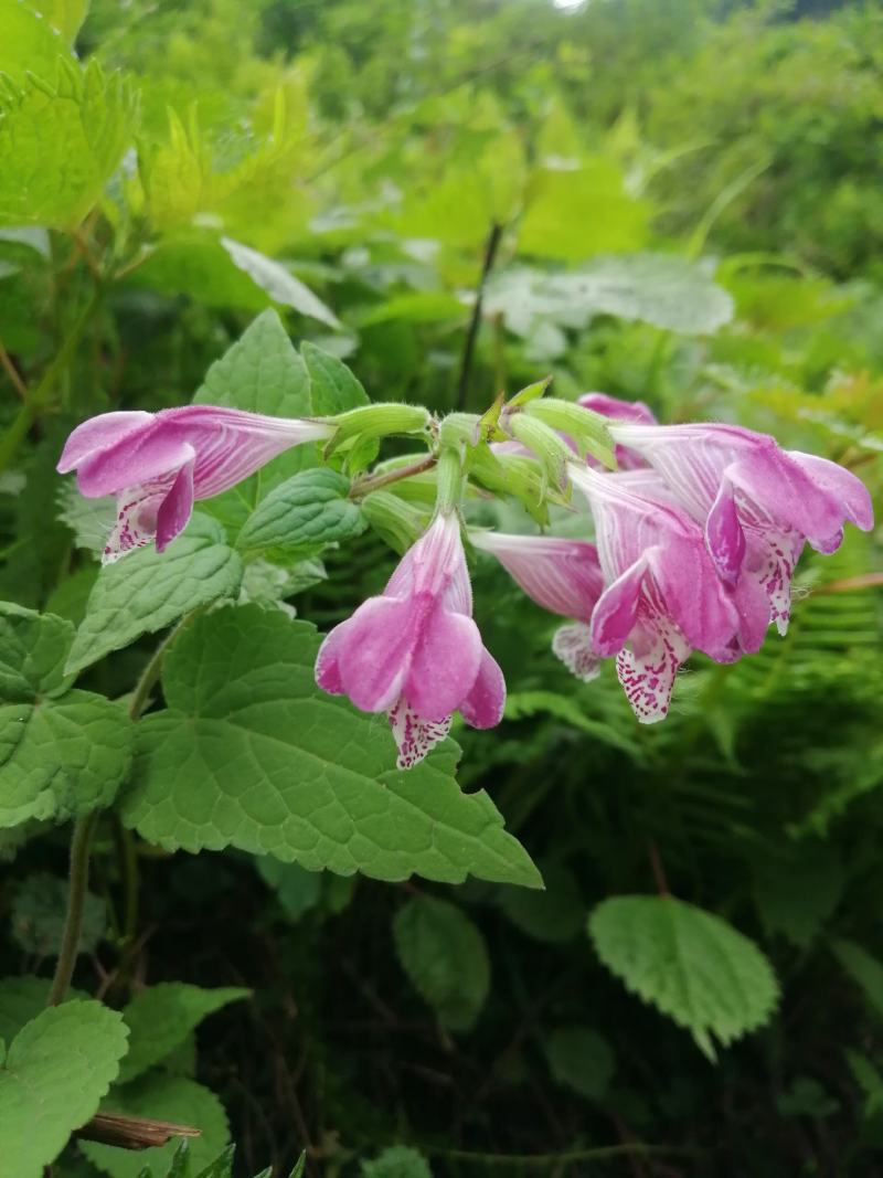 云南纯野生翻白叶，鸡腿根中草药。
