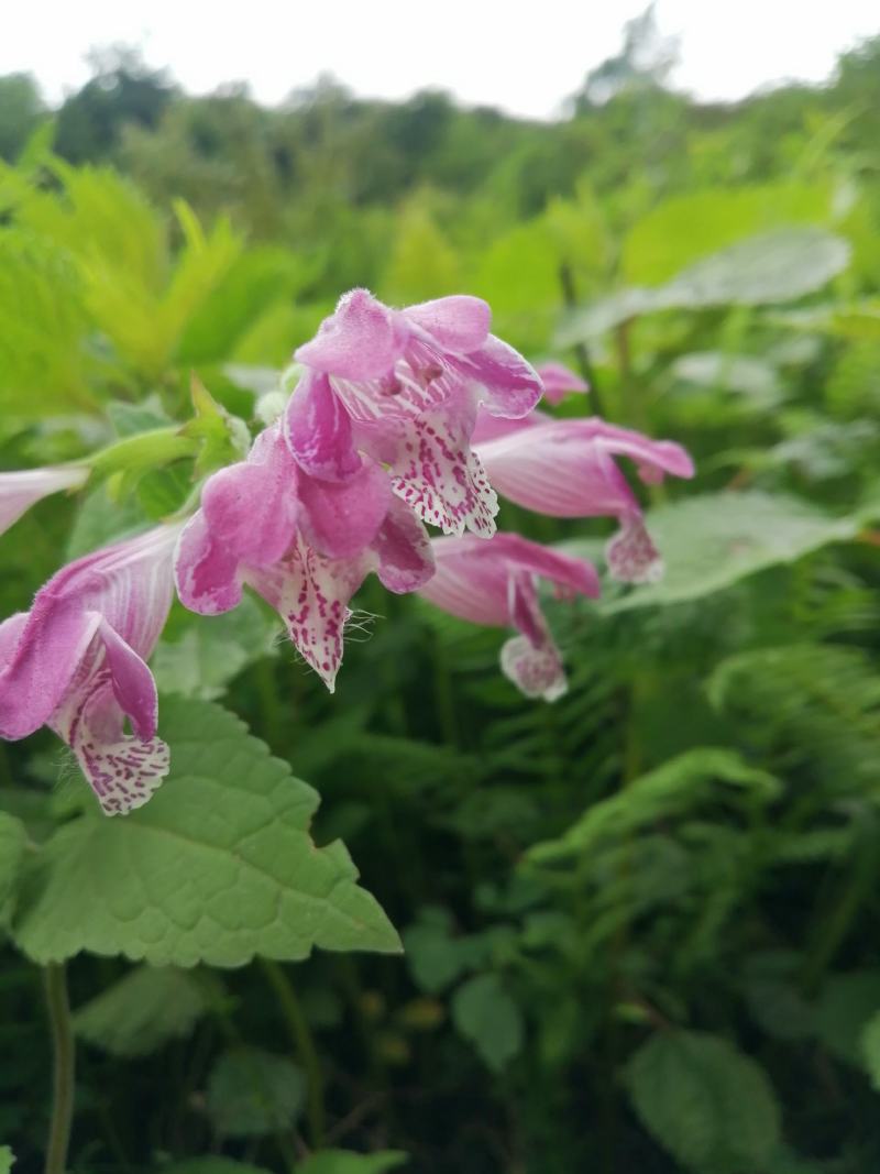 云南纯野生翻白叶，鸡腿根中草药。
