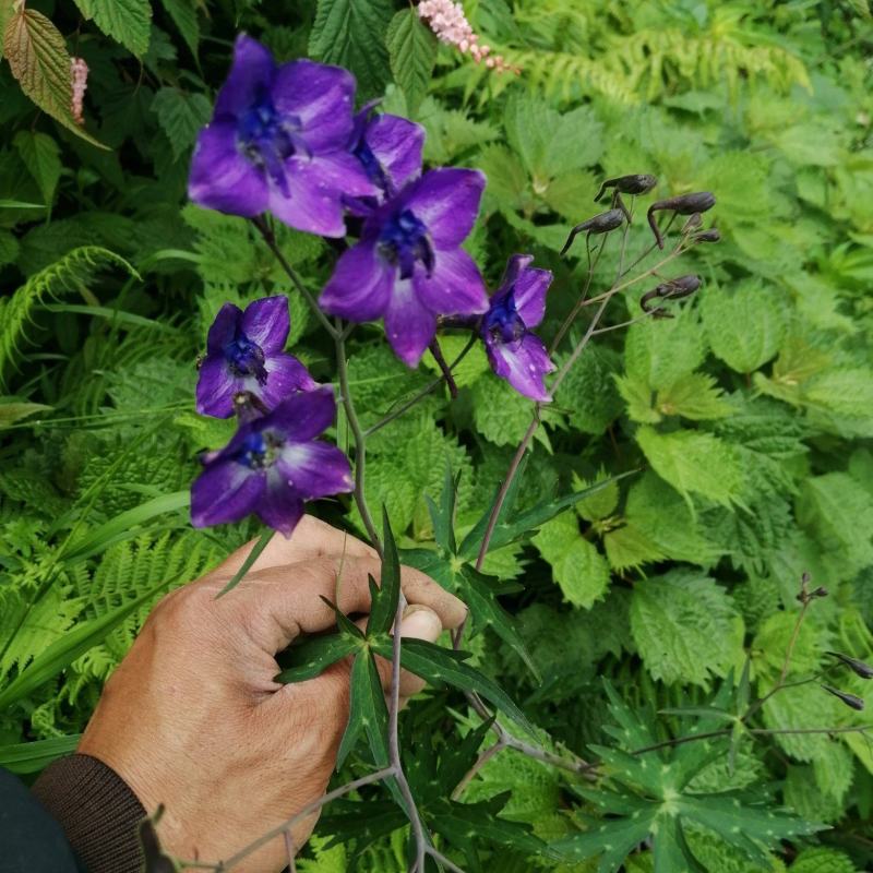 云南纯野生翻白叶，鸡腿根中草药。