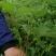 云南纯野生翻白叶，鸡腿根中草药。
