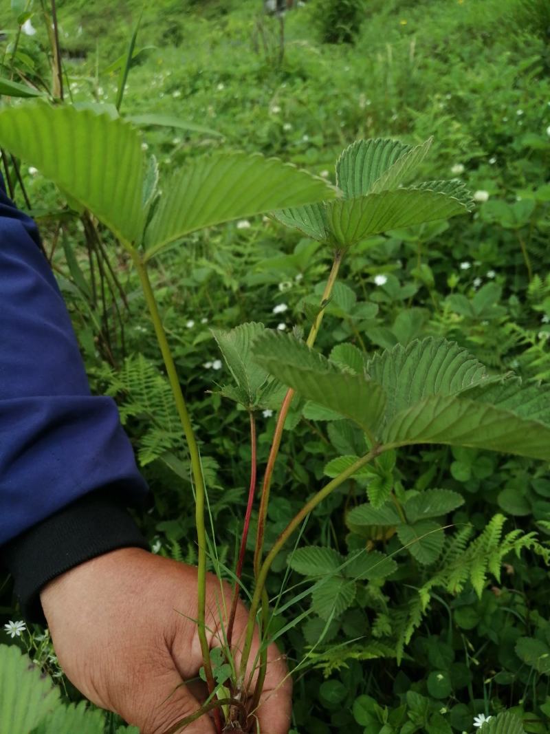 云南纯野生翻白叶，鸡腿根中草药。