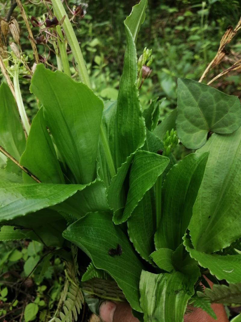 云南纯野生翻白叶，鸡腿根中草药。