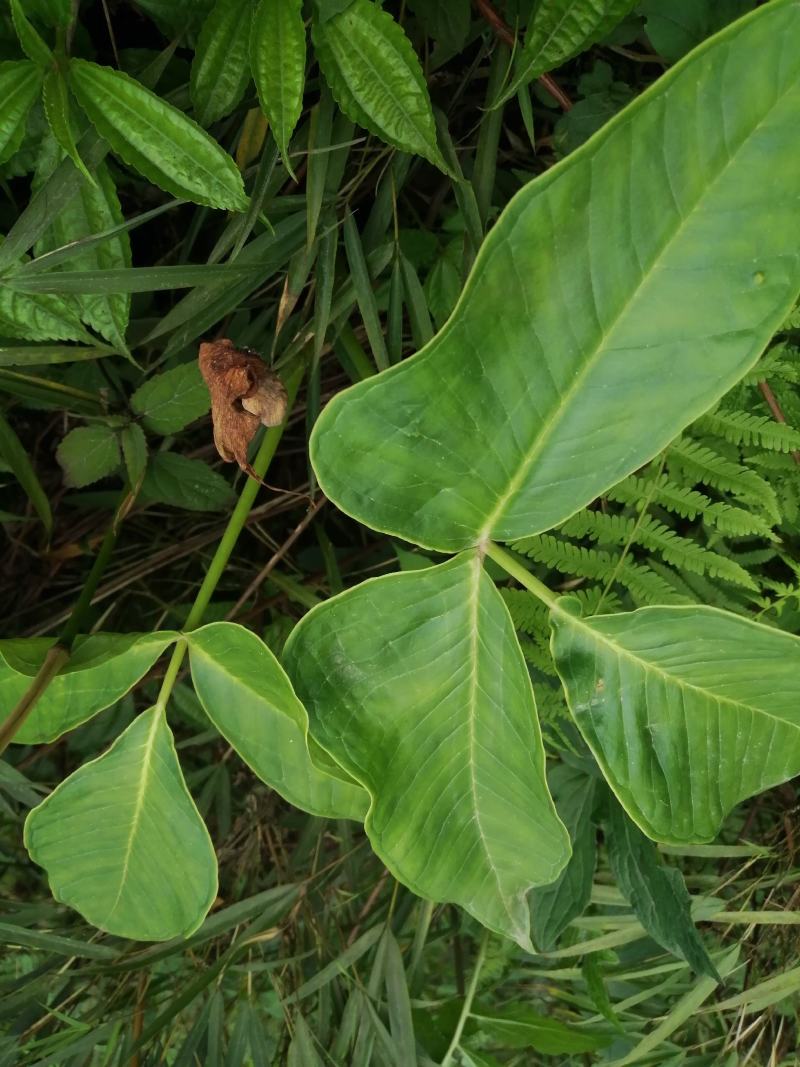 云南纯野生翻白叶，鸡腿根中草药。
