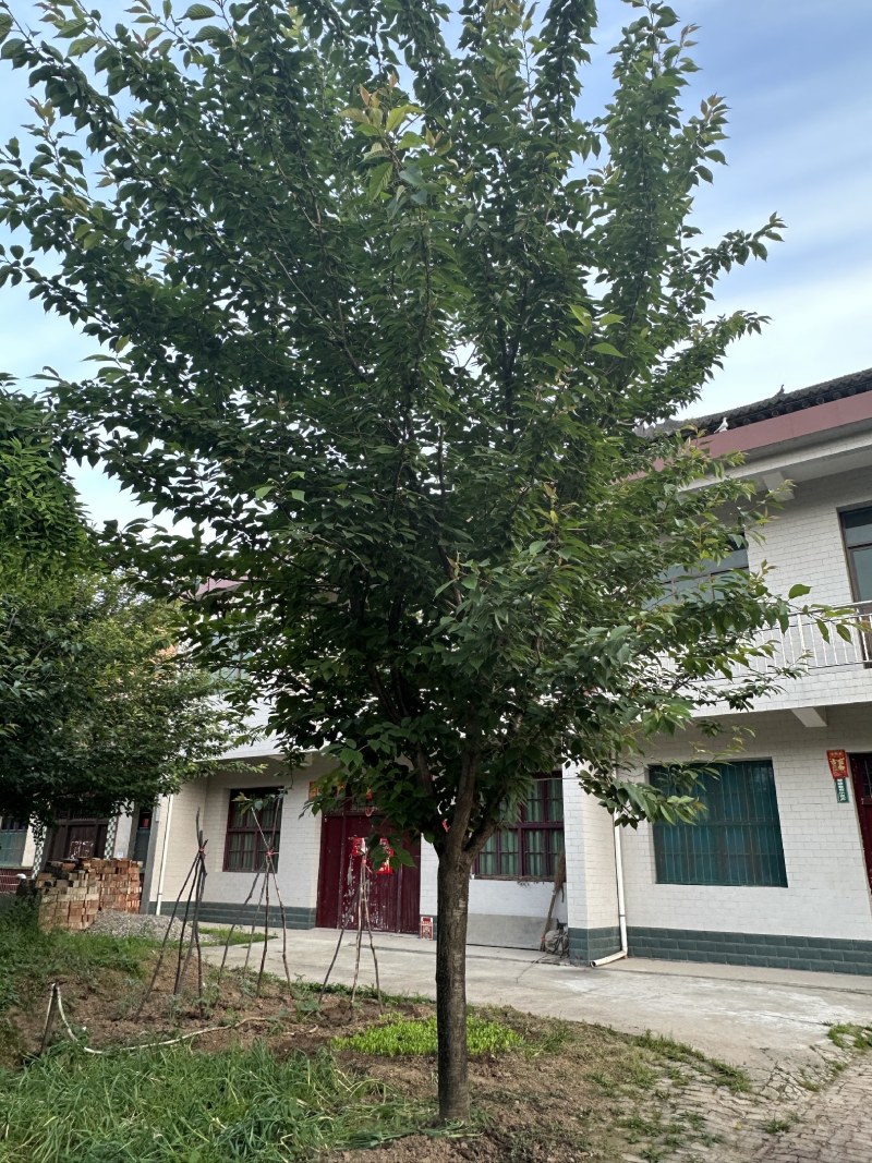 18公分樱花