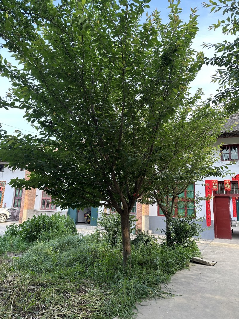 18公分樱花