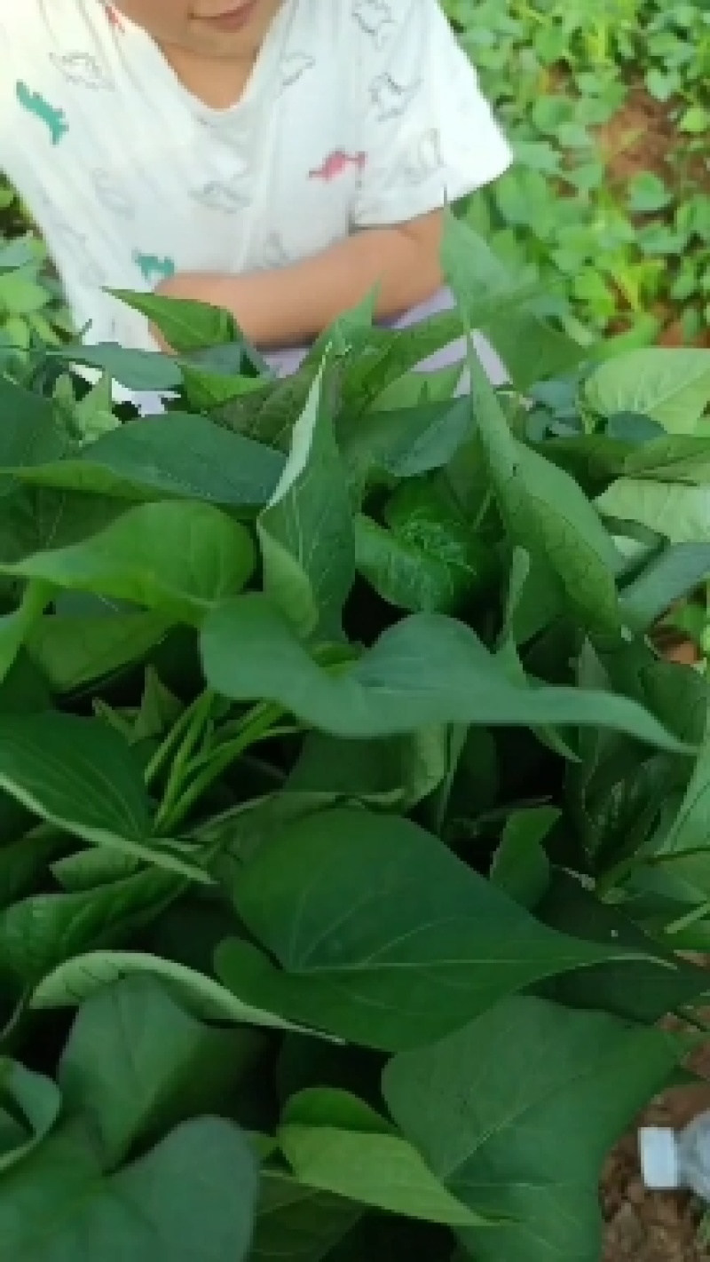 高淀粉苗