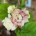 新品茉莉宝珠茉莉虎头茉莉笔尖茉莉#茉莉花新品种