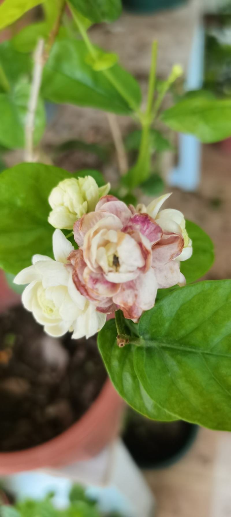 新品茉莉宝珠茉莉虎头茉莉笔尖茉莉#茉莉花新品种
