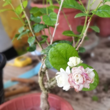 新品茉莉宝珠茉莉虎头茉莉笔尖茉莉#茉莉花新品种