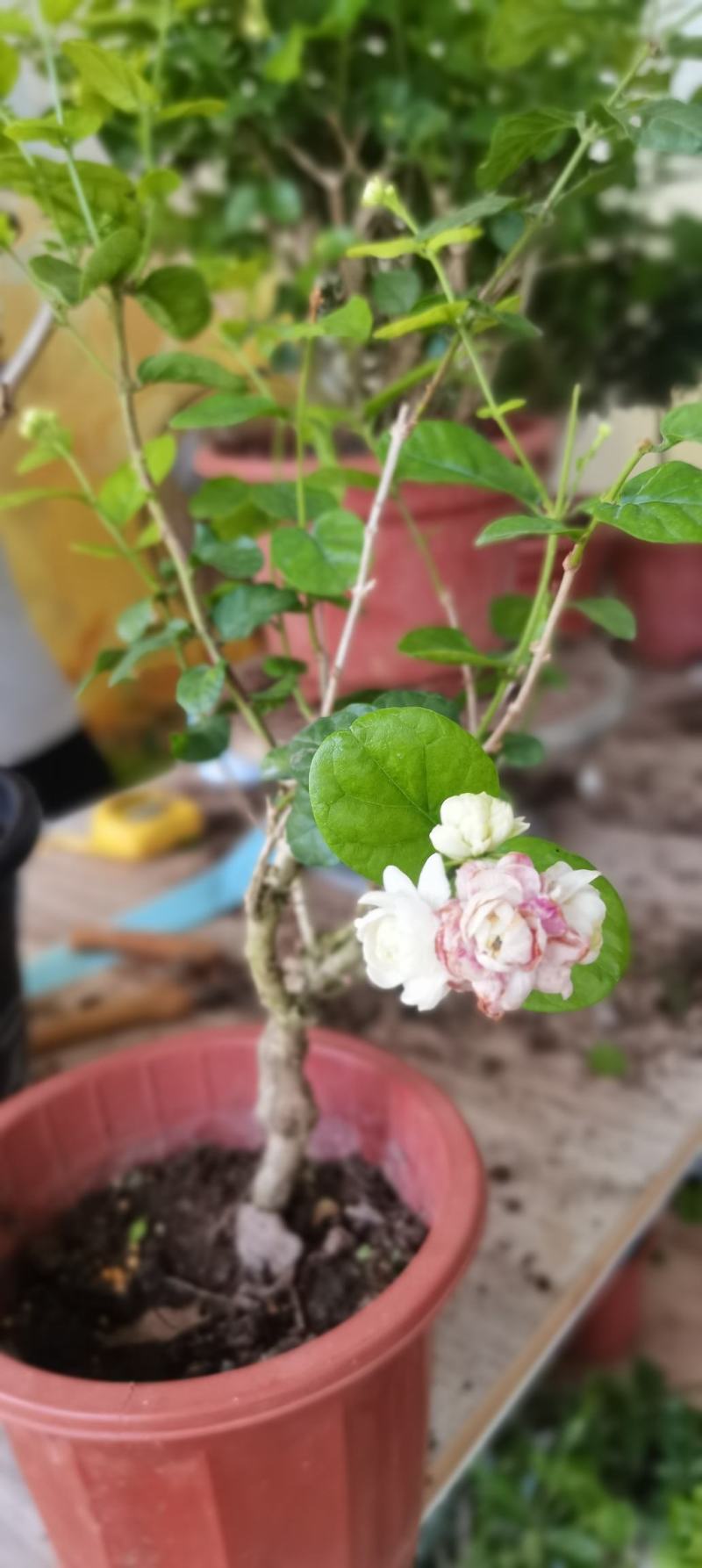 新品茉莉宝珠茉莉虎头茉莉笔尖茉莉#茉莉花新品种