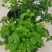 新品茉莉宝珠茉莉虎头茉莉笔尖茉莉#茉莉花新品种