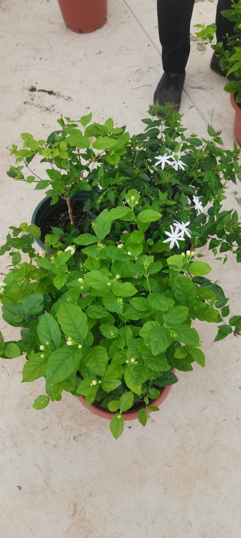 新品茉莉宝珠茉莉虎头茉莉笔尖茉莉#茉莉花新品种