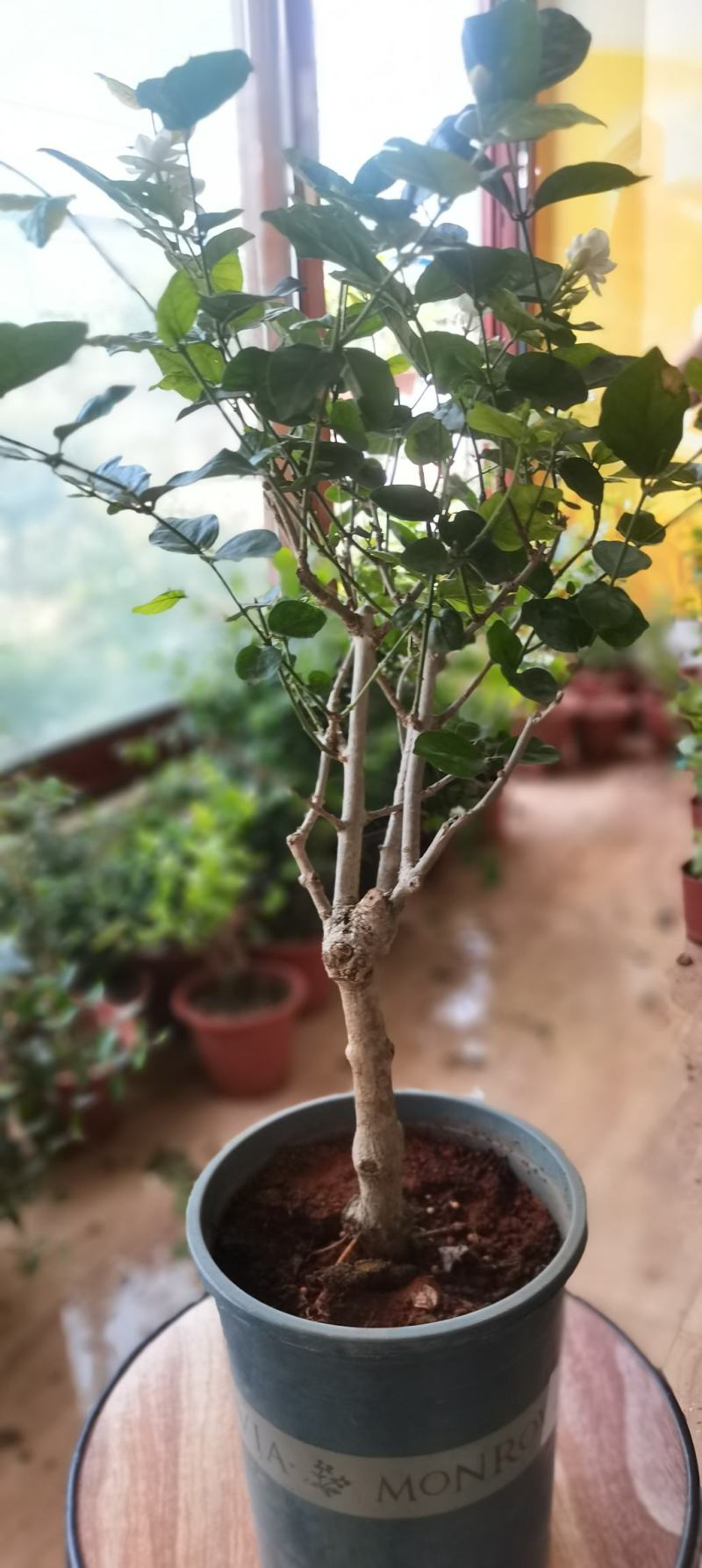 新品茉莉宝珠茉莉虎头茉莉笔尖茉莉#茉莉花新品种