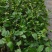 新品茉莉宝珠茉莉虎头茉莉笔尖茉莉#茉莉花新品种