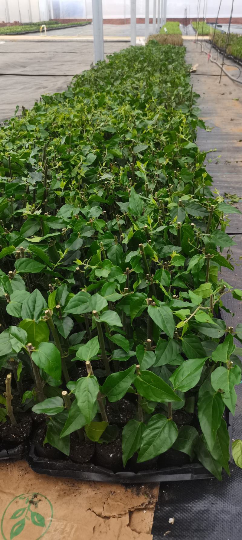 新品茉莉宝珠茉莉虎头茉莉笔尖茉莉#茉莉花新品种